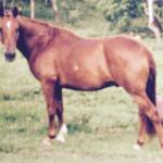 anderson horse