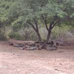 Serjun09