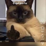 Gatinho Pombao