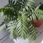 Reinaldo_de_Deus_Nascimento