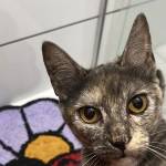 Joãozinho 007 João